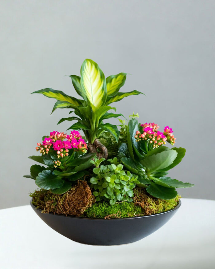 Flowering Sympathy Dish Garden