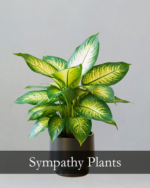 Sympathy Plants